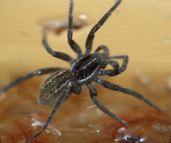 Diapontia anfibia