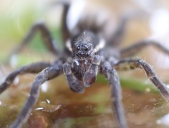 Diapontia anfibia