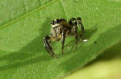 Nycerella delecta