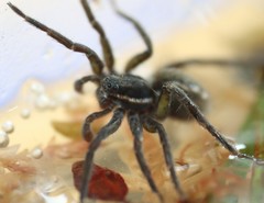 Diapontia anfibia