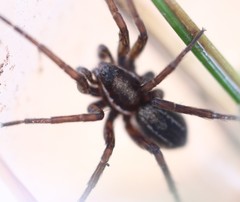 Diapontia anfibia