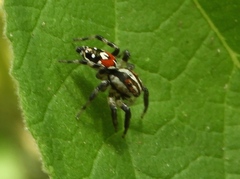 Nycerella delecta