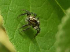 Nycerella delecta
