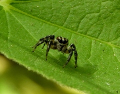 Nycerella delecta