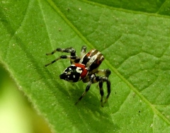 Nycerella delecta