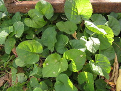 Viola odorata