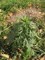 Artemisia vulgaris
