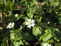 Stellaria aquatica