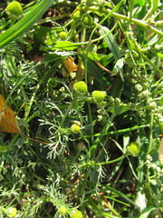 Matricaria discoidea