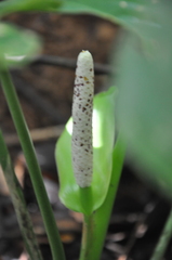 Anthurium sanctifidense