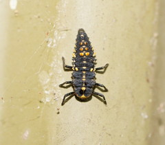 Cleobora mellyi