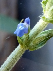 Salvia hispanica