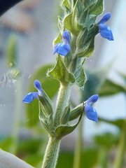 Salvia hispanica