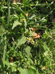 Galinsoga quadriradiata