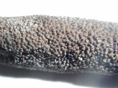 Xylaria bulbosa