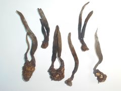 Xylaria bulbosa