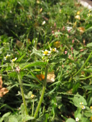 Galinsoga quadriradiata