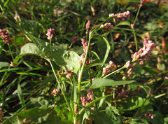 Persicaria maculosa