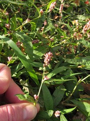 Persicaria maculosa