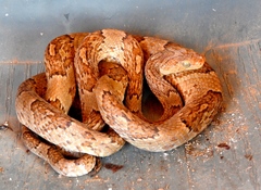 Trimorphodon paucimaculatus