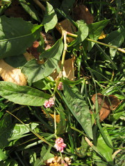 Persicaria maculosa
