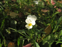 Viola arvensis