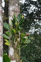 Monstera alcirana
