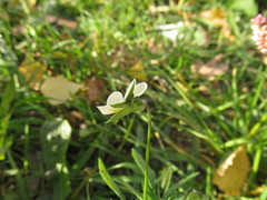 Viola arvensis