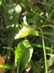 Viola arvensis