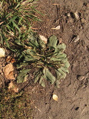 Plantago major