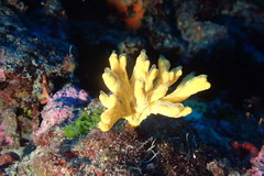 Axinella verrucosa
