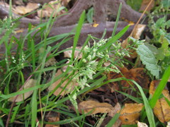 Poa annua