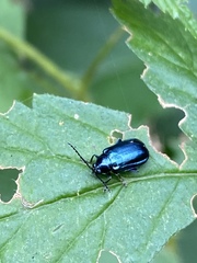 Alticina