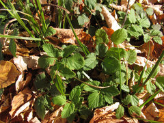 Aegopodium podagraria