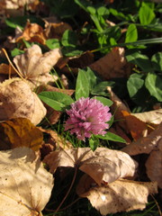 Trifolium pratense