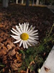 Tripleurospermum inodorum