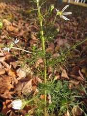 Tripleurospermum inodorum