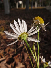Tripleurospermum inodorum