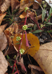 Persicaria maculosa