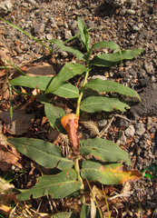 Persicaria amphibia