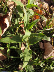 Persicaria amphibia