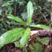 Anthurium wedelianum - Photo (c) ramon_d, algunos derechos reservados (CC BY-NC), subido por ramon_d
