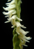 Spring Ladies' Tresses - Photo (c) dwittkower, some rights reserved (CC BY-NC-SA)