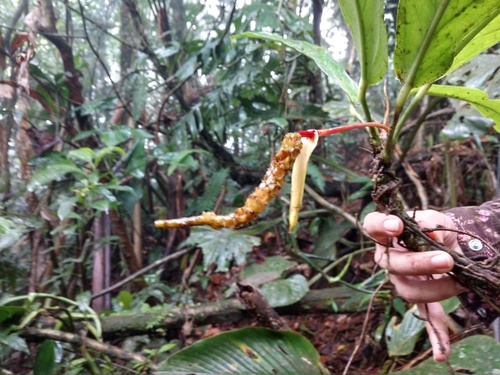 Anthurium wedelianum 2