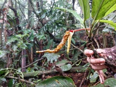 Anthurium wedelianum