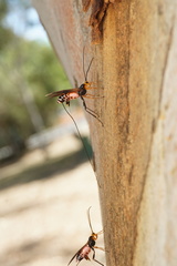 Virgulibracon endoxylaphagus