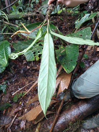 Anthurium wedelianum 3
