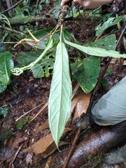 Anthurium wedelianum