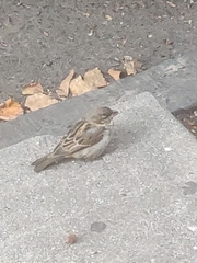 Passer domesticus