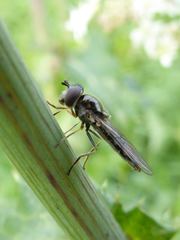 Platycheirus albimanus